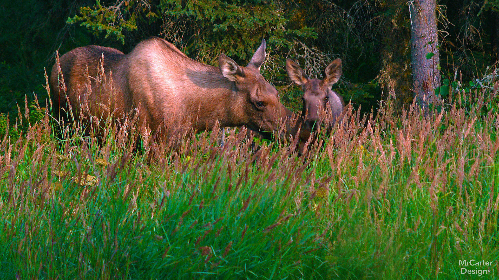 Alaskan moose near Homer