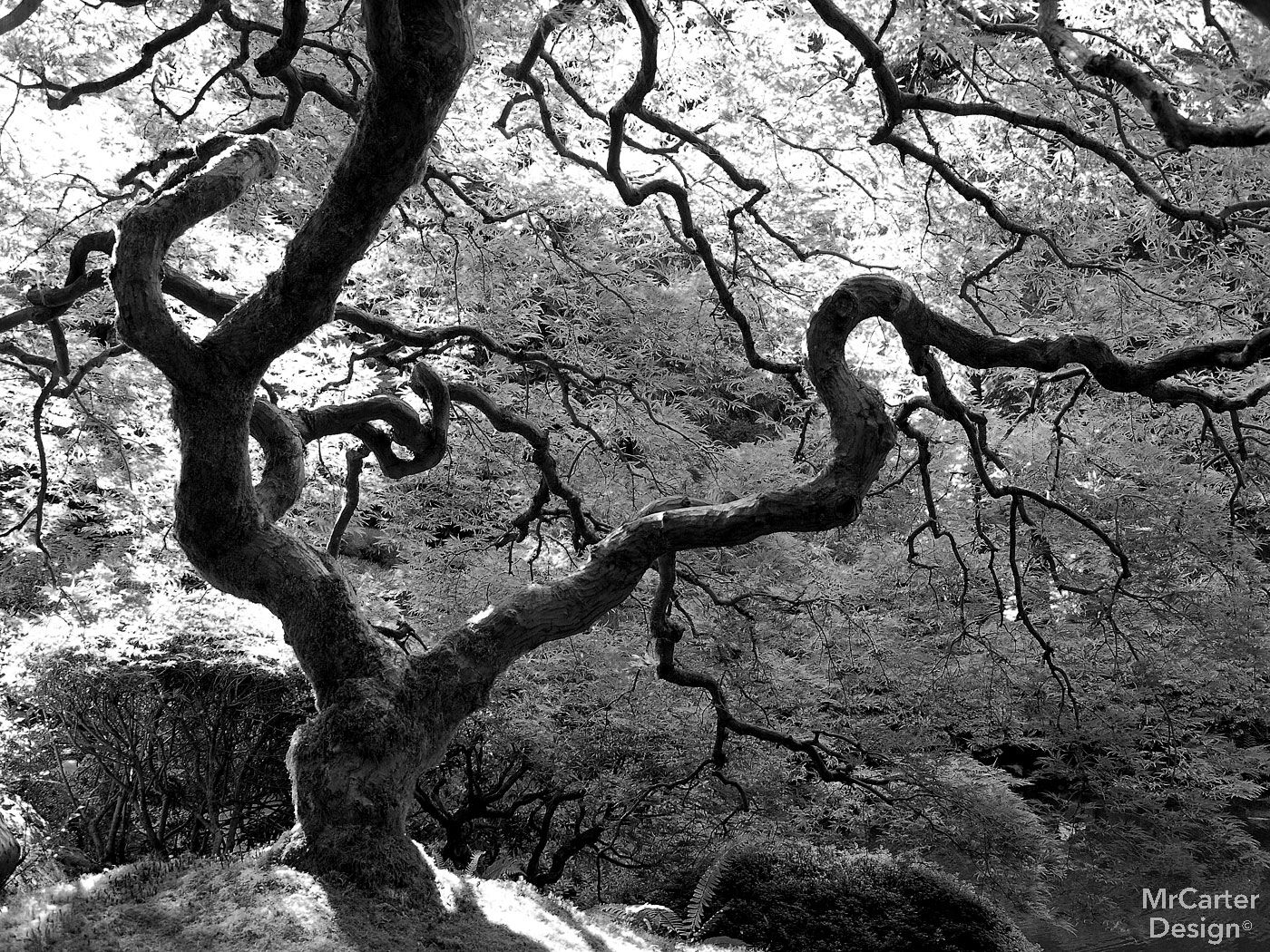 Japanese Garden at Portland, OR